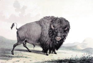George Catlin - A Buffalo bull grazing