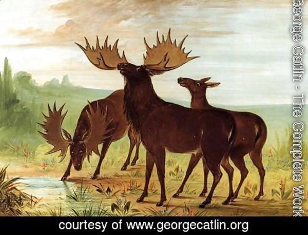 George Catlin - Moose at Waterhole