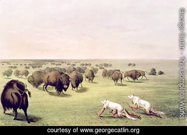 Hunting Buffalo Camouflaged with Wolf Skins, c.1832