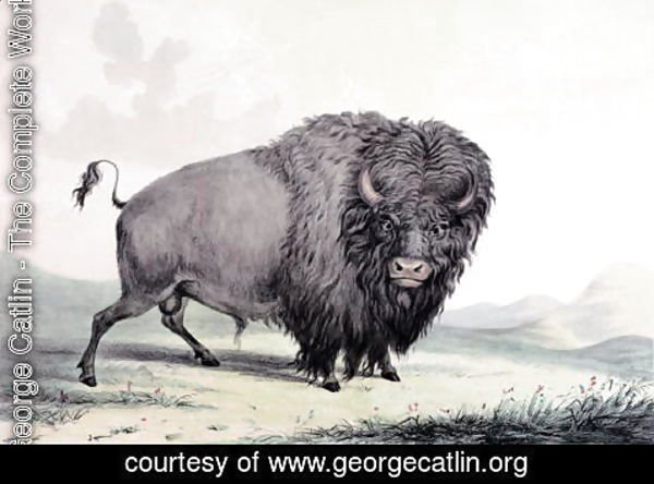 George Catlin - A Buffalo bull grazing