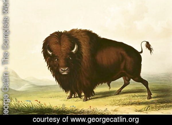 George Catlin - A Bison, c.1832