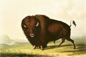 George Catlin - A Bison, c.1832