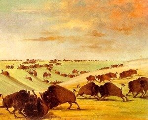 Buffalo Bulls Fighting in Running Season, Upper Missouri, 1837-39
